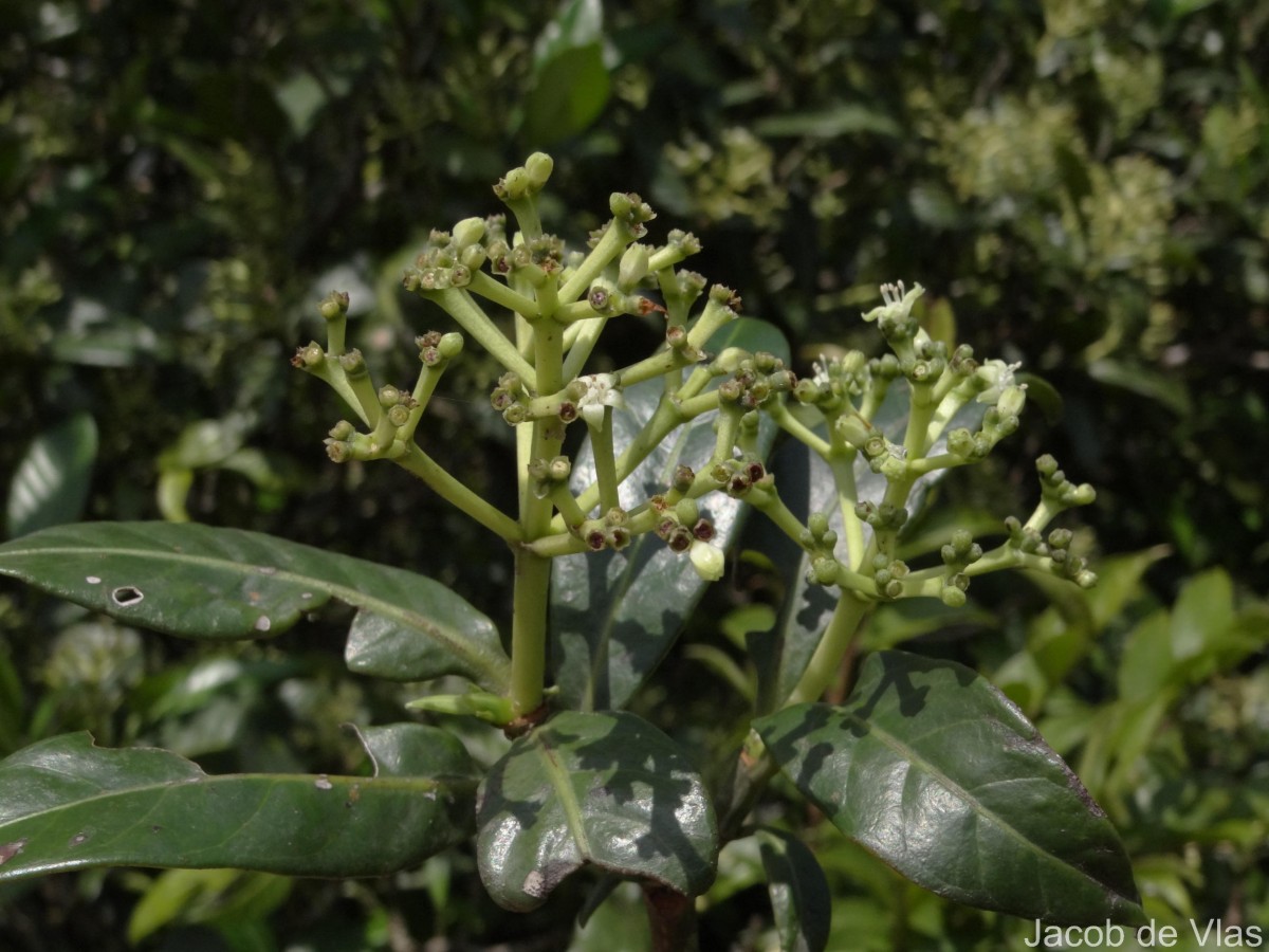 Psychotria gardneri Hook.f.